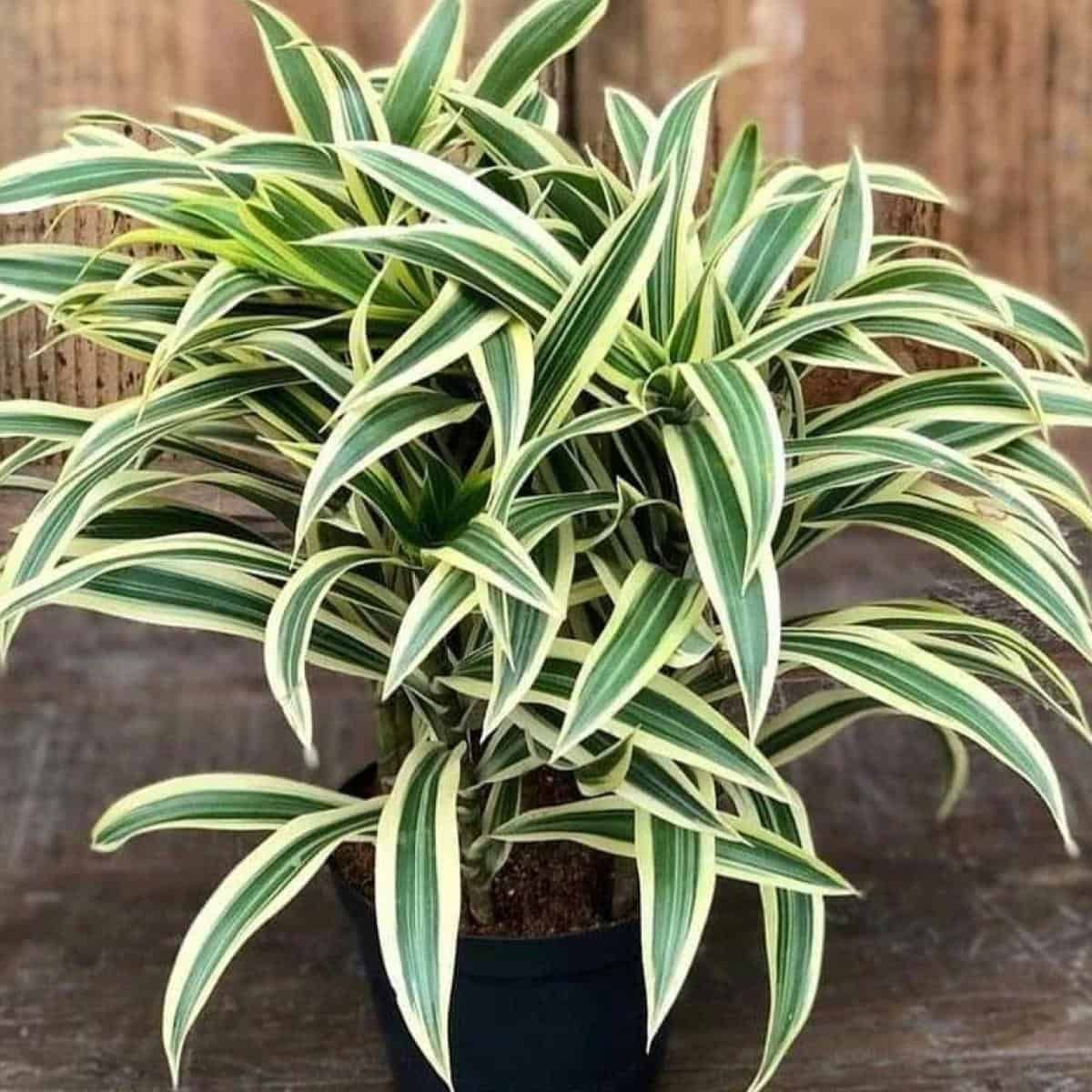 Dracaena Plant (Dracaena gida)